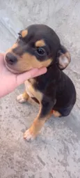 Manchinha