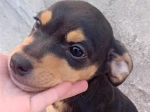 Cachorro raça Boxer idade 2 a 6 meses nome Manchinha