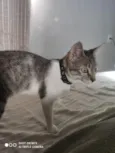 Eris