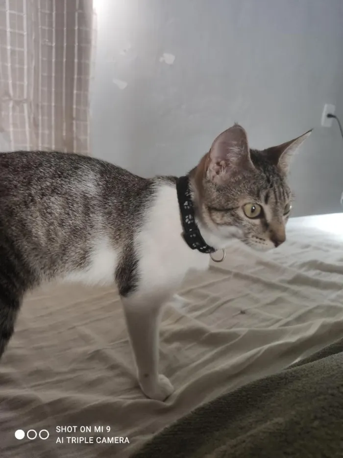 Gato raça SRD-ViraLata idade 2 a 6 meses nome Eris