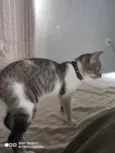 Eris