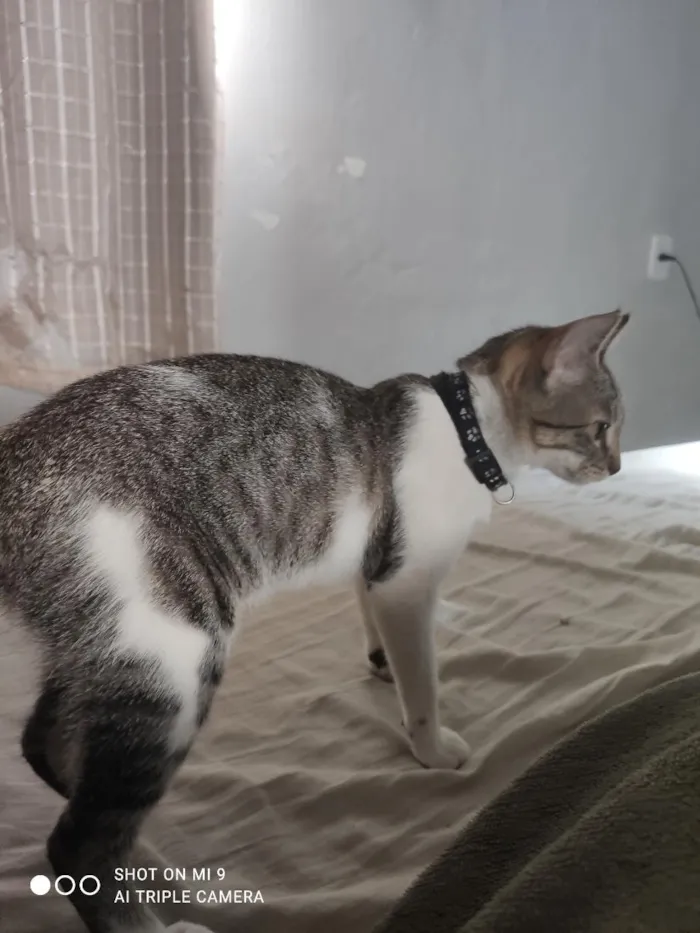 Gato raça SRD-ViraLata idade 2 a 6 meses nome Eris