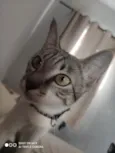 Eris