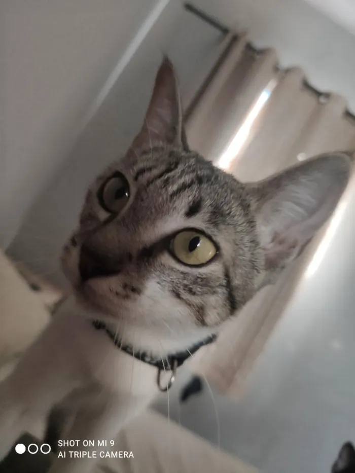 Gato raça SRD-ViraLata idade 2 a 6 meses nome Eris
