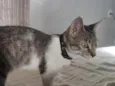 Eris