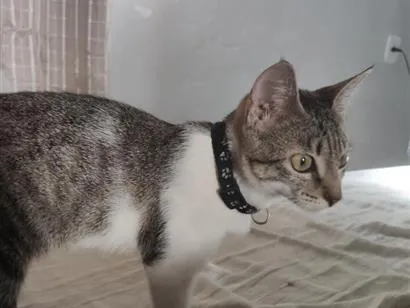 Gato raça SRD-ViraLata idade 2 a 6 meses nome Eris