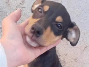 Cachorro raça Boxer idade 2 a 6 meses nome zeus