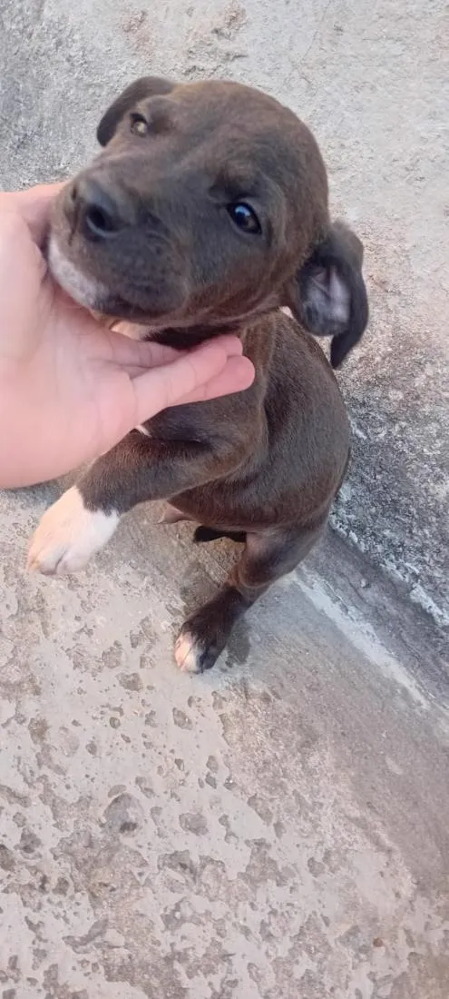 Cachorro raça Boxer idade 2 a 6 meses nome Max