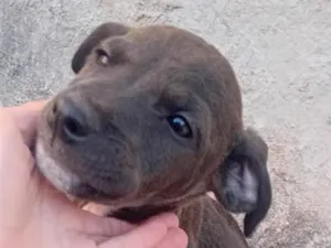 Cachorro raça Boxer idade 2 a 6 meses nome Max