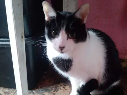 Gato raça SRD-ViraLata idade 1 ano nome Hugo