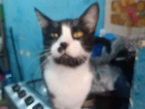Gato raça SRD-ViraLata idade 4 anos nome Yuni