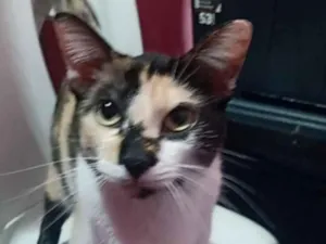 Gato raça SRD-ViraLata idade 1 ano nome Rebecca