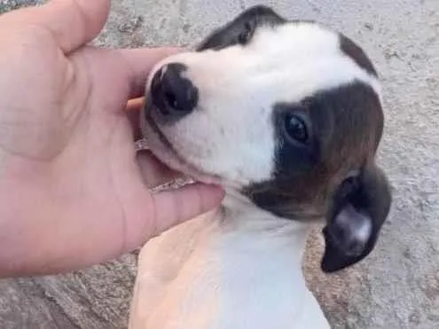 Cachorro raça Boxer idade 2 a 6 meses nome Luninha