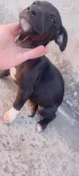 Benji