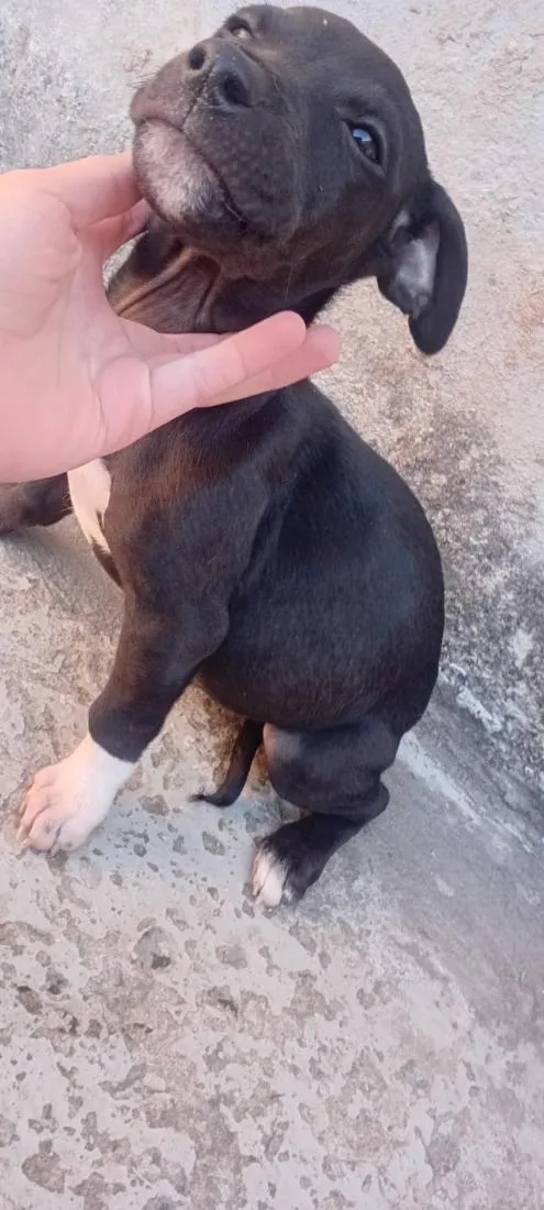 Cachorro raça Boxer idade 2 a 6 meses nome Benji