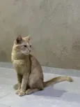BART