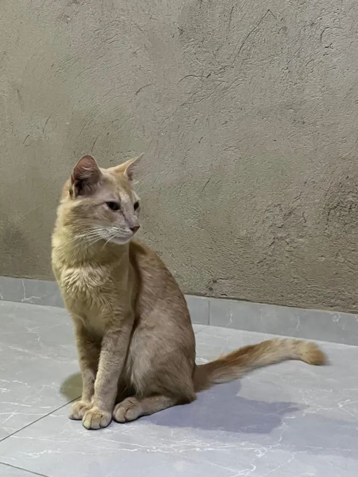 Gato raça SRD-ViraLata idade 7 a 11 meses nome BART