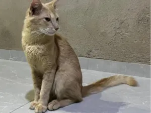 Gato raça SRD-ViraLata idade 7 a 11 meses nome BART