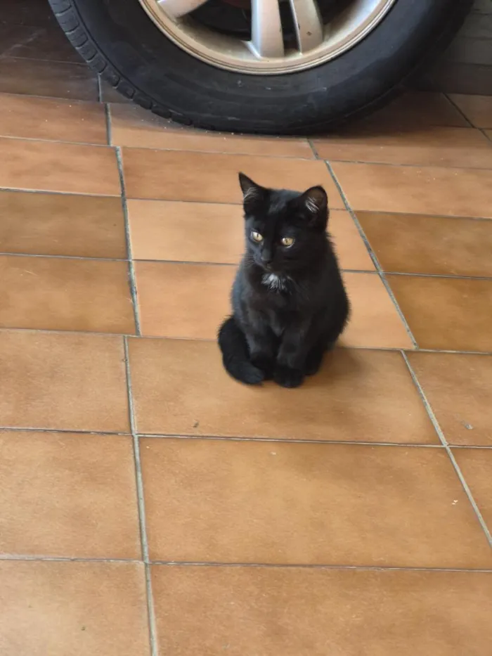 Gato raça SRD-ViraLata idade Abaixo de 2 meses nome Lady Cat