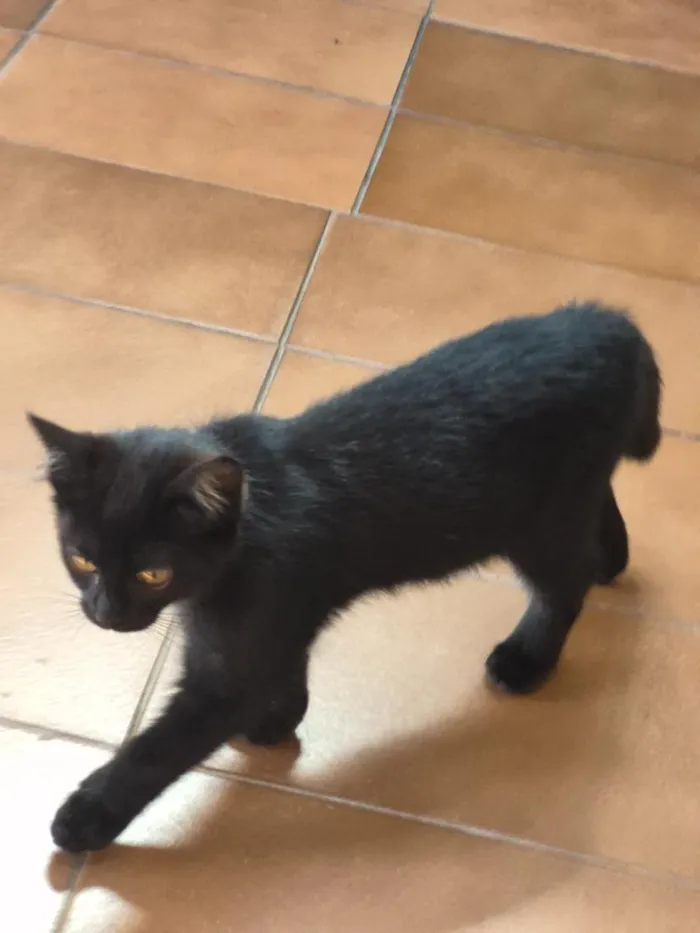 Gato raça SRD-ViraLata idade Abaixo de 2 meses nome Lady Cat