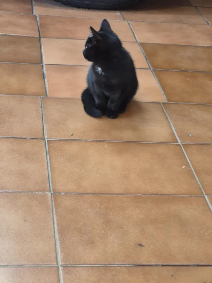Gato raça SRD-ViraLata idade Abaixo de 2 meses nome Lady Cat