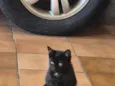 Lady Cat