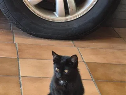 Gato raça SRD-ViraLata idade Abaixo de 2 meses nome Lady Cat