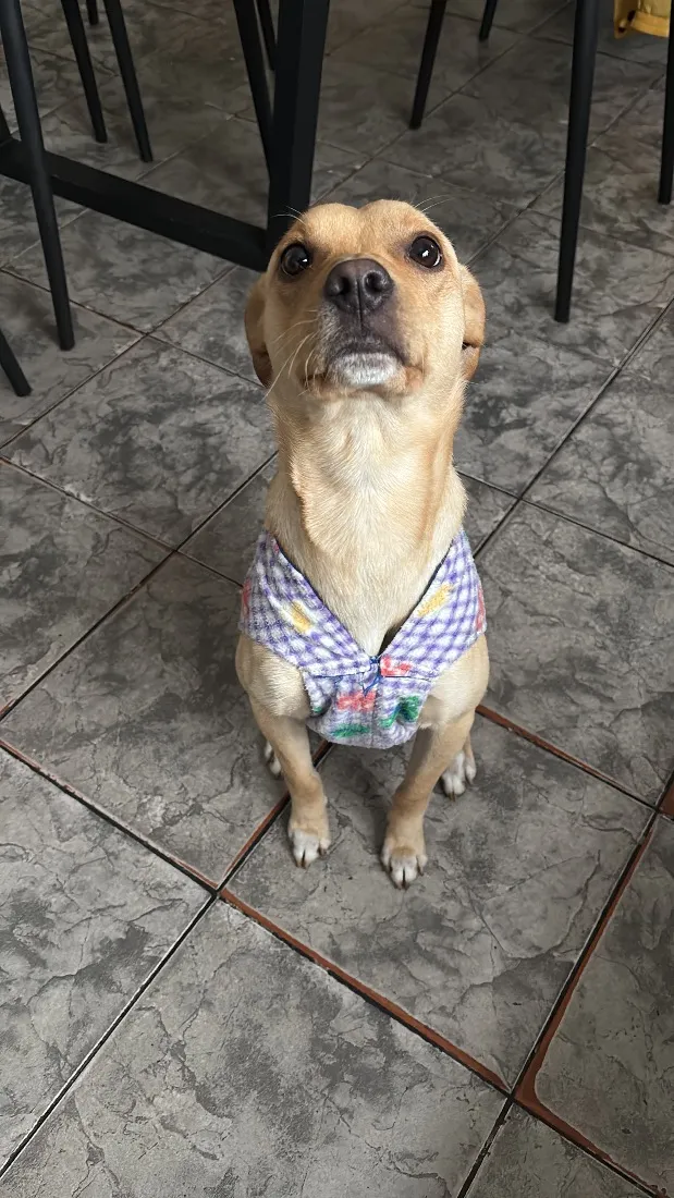 Cachorro raça SRD-ViraLata idade 1 ano nome KIRA