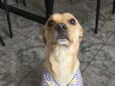 KIRA