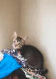 Tigrotto,Pitoco,pretinho e frajolinha