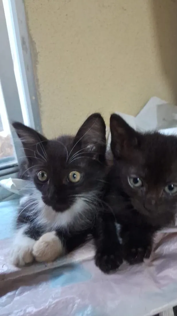 Gato raça Angorá idade 2 a 6 meses nome Tigrotto,Pitoco,pretinho e frajolinha