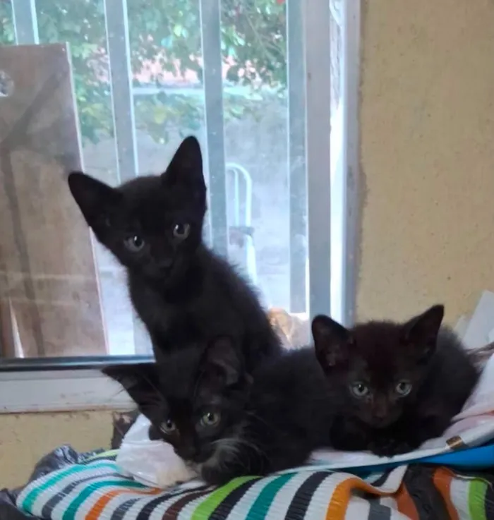 Gato raça Angorá idade 2 a 6 meses nome Tigrotto,Pitoco,pretinho e frajolinha