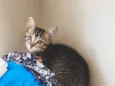 Tigrotto,Pitoco,pretinho e frajolinha