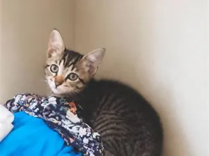 Gato raça Angorá idade 2 a 6 meses nome Tigrotto,Pitoco,pretinho e frajolinha