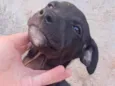 Benji