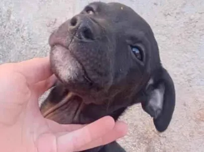 Cachorro raça Boxer idade 2 a 6 meses nome Benji