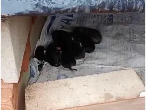 Cachorro raça Pastor Alemão idade Abaixo de 2 meses nome Lindinhos