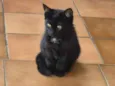 Lady Cat