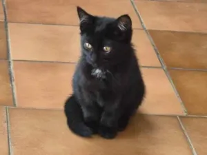 Gato raça SRD-ViraLata idade Abaixo de 2 meses nome Lady Cat