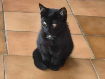 Gato raça SRD-ViraLata idade Abaixo de 2 meses nome Lady Cat