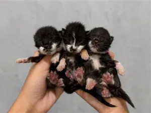 Gato raça SRD-ViraLata idade Abaixo de 2 meses nome Não tem