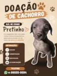 Pretinho