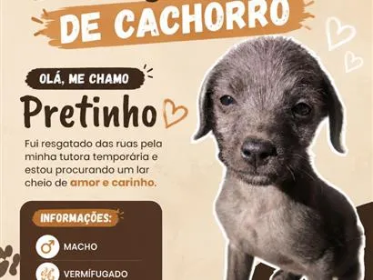 Cachorro raça SRD-ViraLata idade Abaixo de 2 meses nome Pretinho