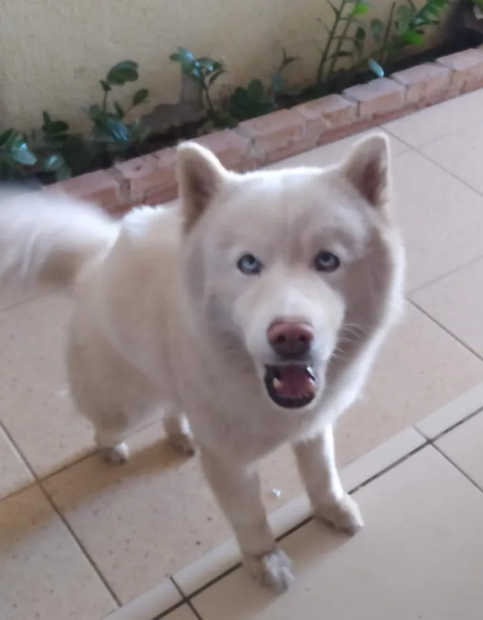 Cachorro raça  idade 6 ou mais anos nome July