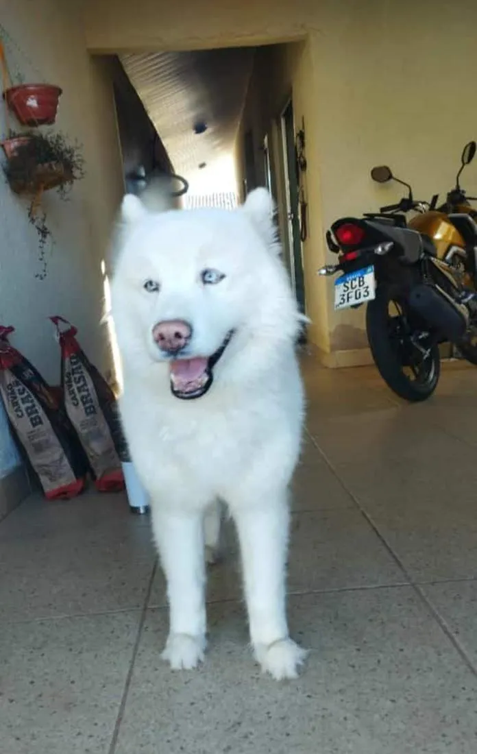 Cachorro raça  idade 6 ou mais anos nome July