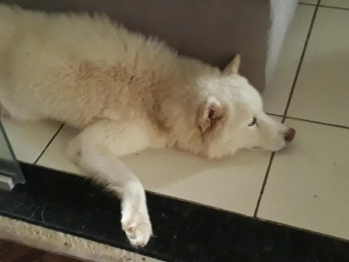 Cachorro raça  idade 6 ou mais anos nome July