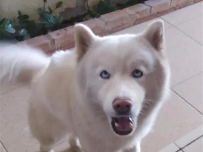 Cachorro raça  idade 6 ou mais anos nome July