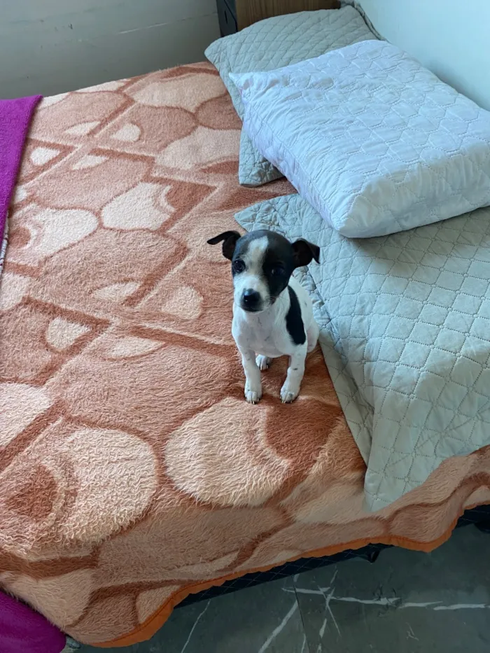 Cachorro raça SRD-ViraLata idade 2 a 6 meses nome Pity