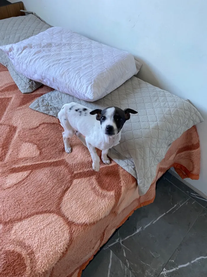 Cachorro raça SRD-ViraLata idade 2 a 6 meses nome Pity