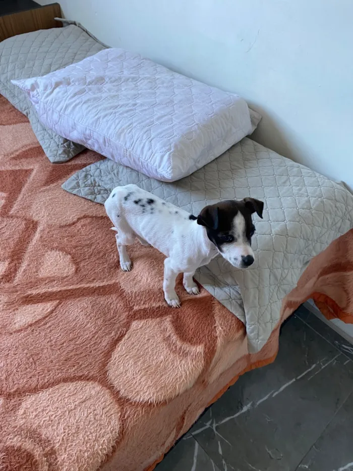 Cachorro raça SRD-ViraLata idade 2 a 6 meses nome Pity